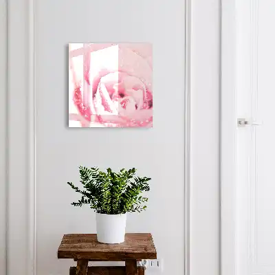 Růžová lahůdka s kapkami rosy