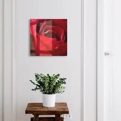 Detail růžových okvětních lístků