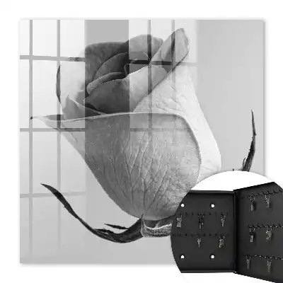 Růžová elegance minimalismus příroda