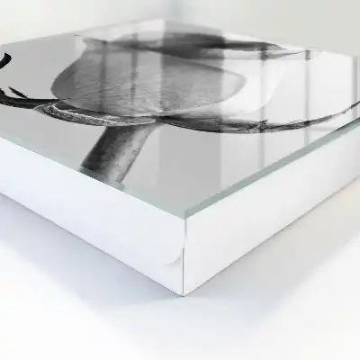 Růžová elegance minimalismus příroda