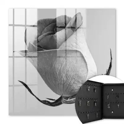 Růžová elegance minimalismus příroda