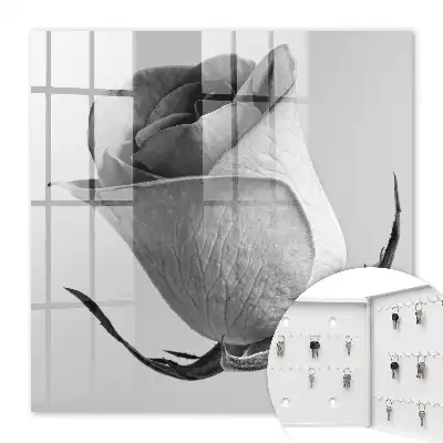 Růžová elegance minimalismus příroda