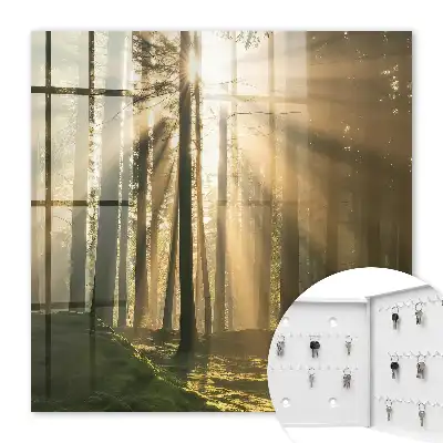 Lesní světlo, magická atmosféra