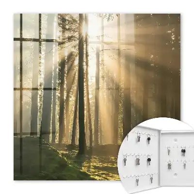 Lesní světlo, magická atmosféra