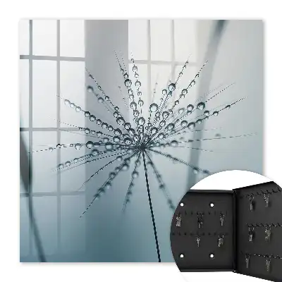 Pampeliška a půvabné kapky vody