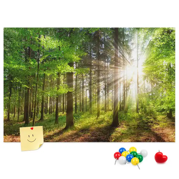Korková tabule Východ slunce v lese
