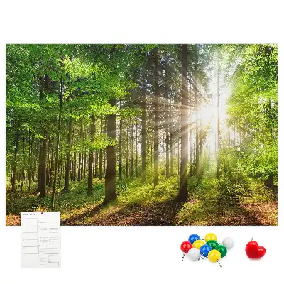 Korková tabule Východ slunce v lese