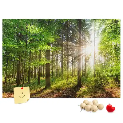 Korková tabule Východ slunce v lese