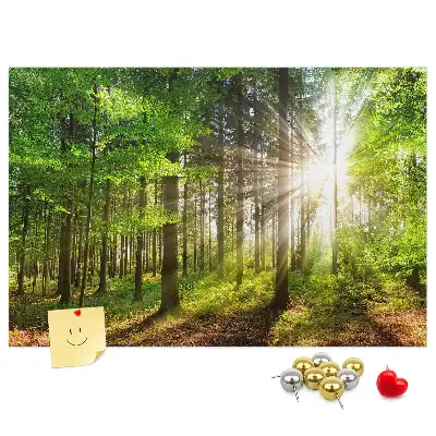 Korková tabule Východ slunce v lese
