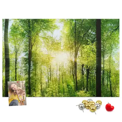 Korková tabule Přírodní lesní stromy